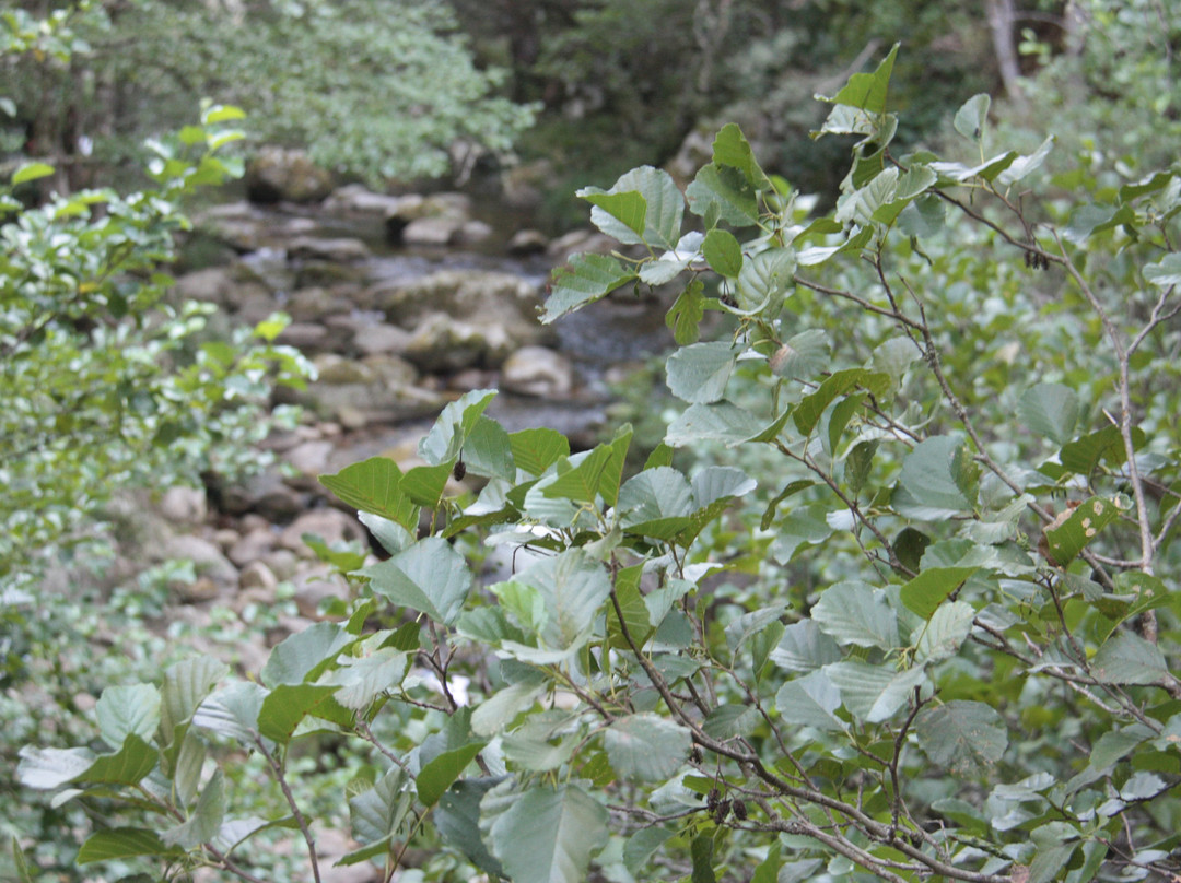 Pasarelas Del Río Mao - Ribeira Sacra景点图片