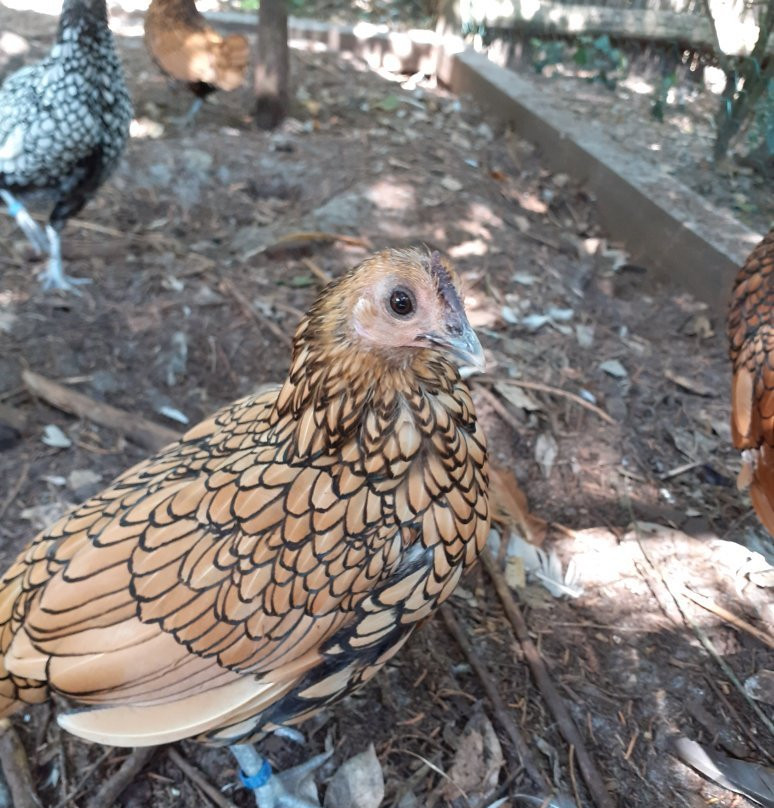 Conservatoire Avicole du Puyobrau-Magescq必去景点