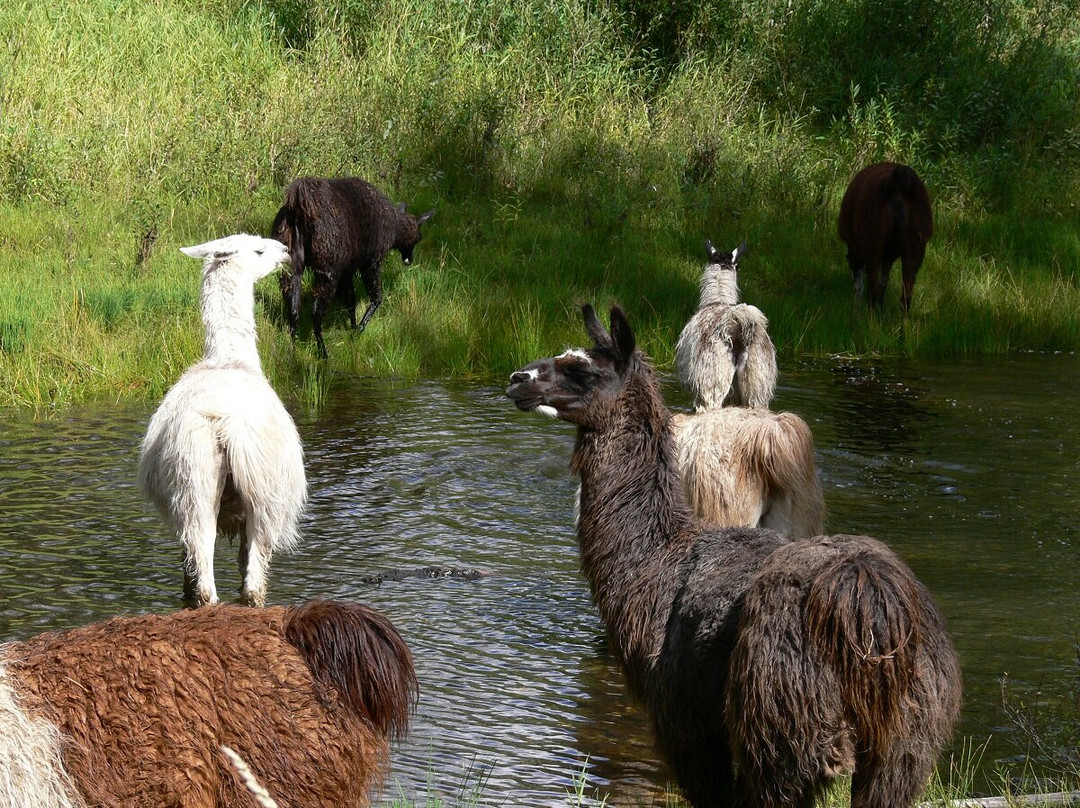 The Llama Sanctuary-Tappen必去景点