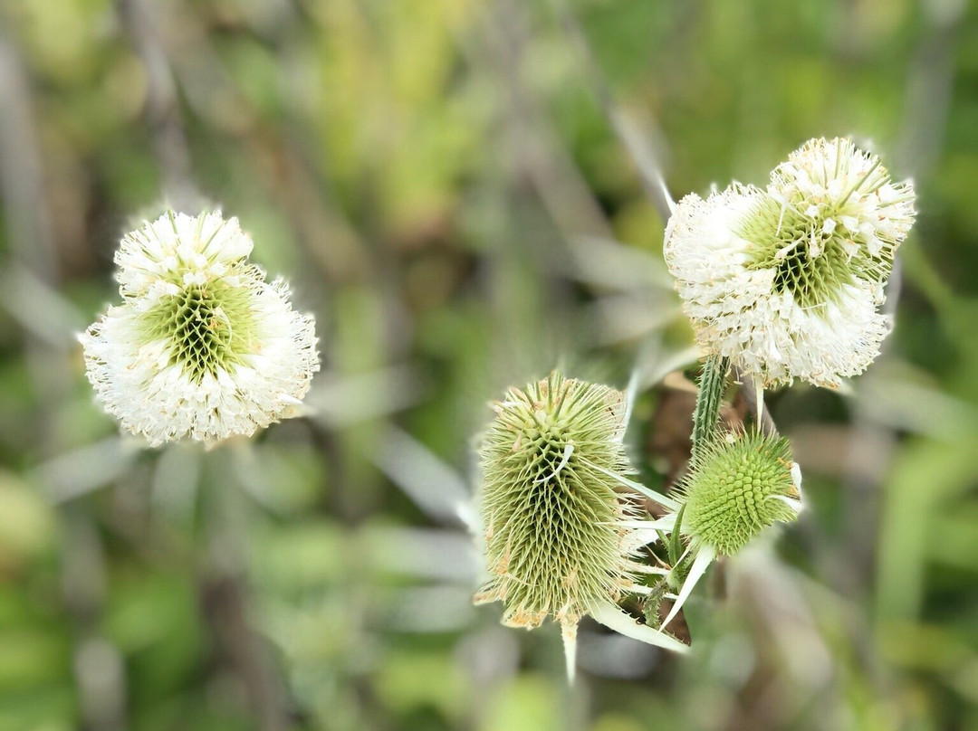 Fifty Point Conservation Area-Stoney Creek必去景点