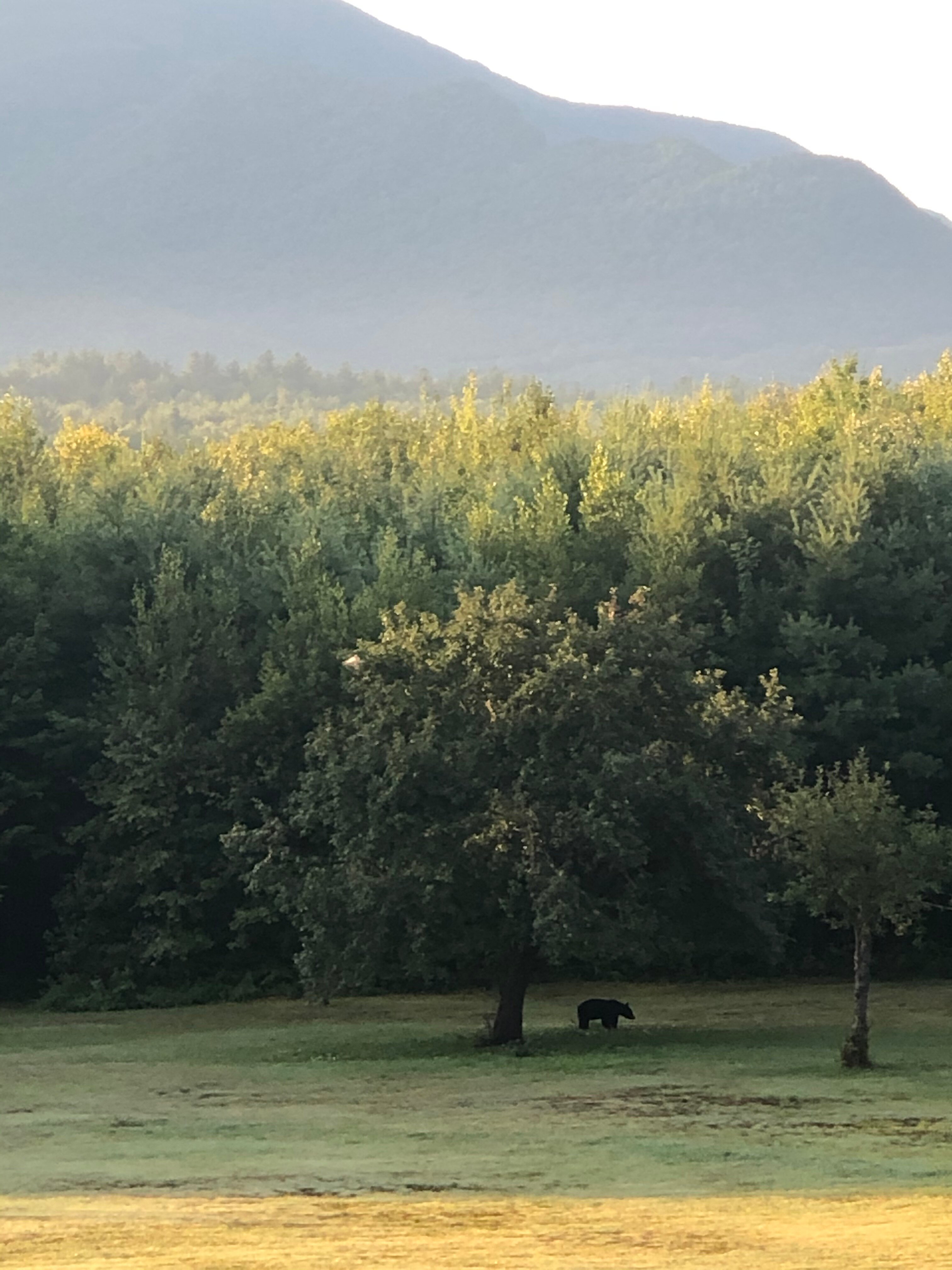 Franconia Notch Guest House-浴室