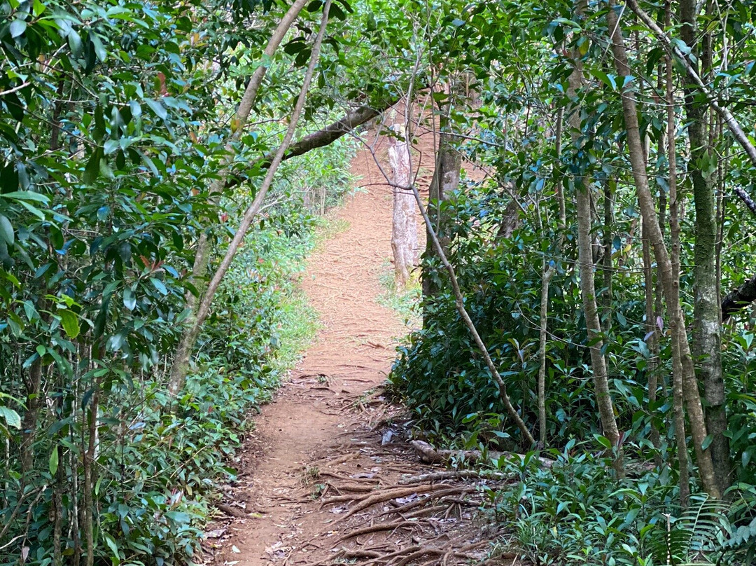 Puu Pia Hiking Trail景点图片