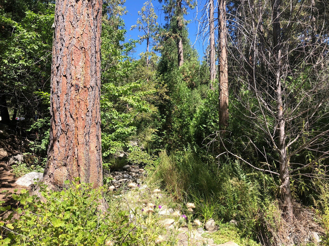 Idyllwild Park-Idyllwild必去景点