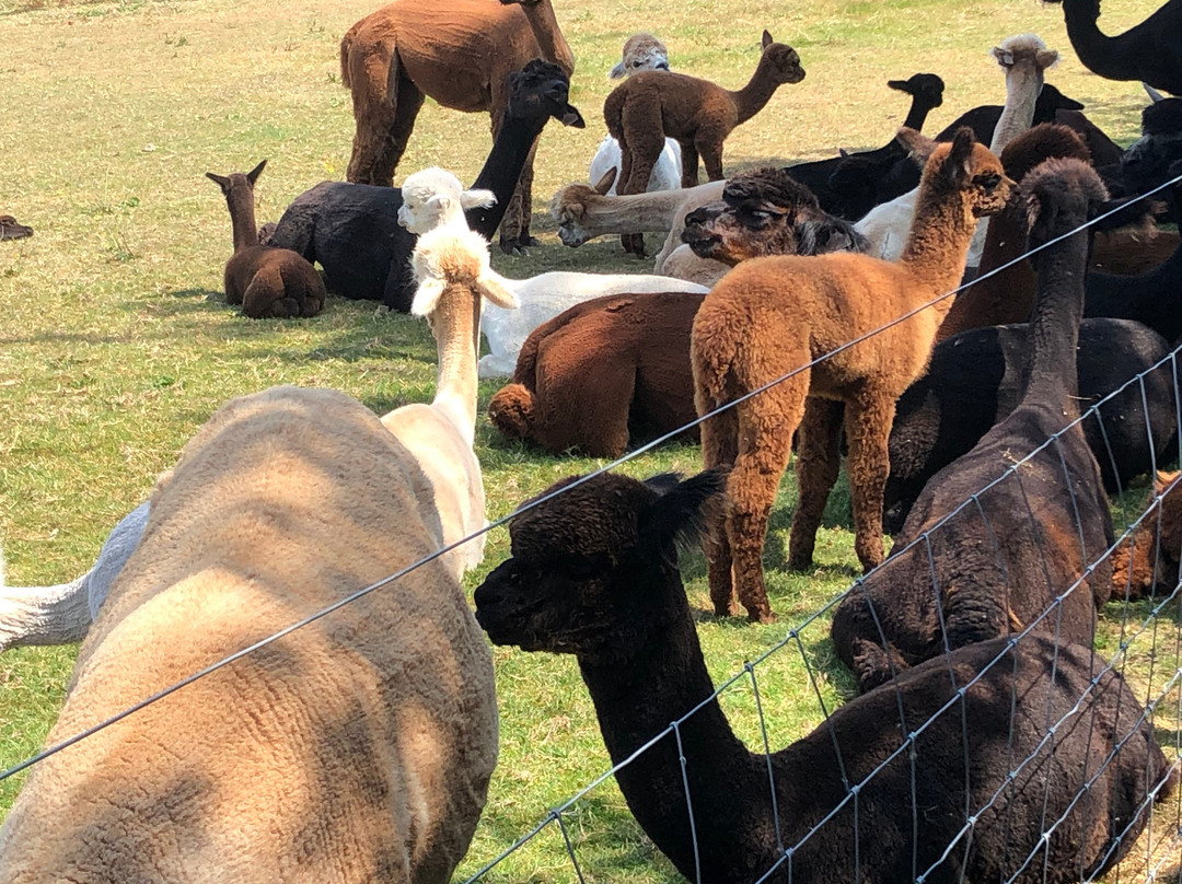 Patou Alpacas-惠灵顿必去景点