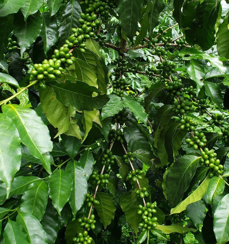 Rancho La Canada Organic Coffee Farm景点图片