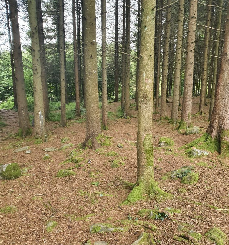 Cratloe Woods-Cratloe必去景点