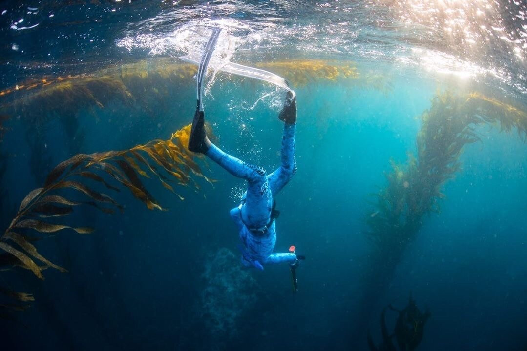 MBAY Freediving-蒙特雷必去景点