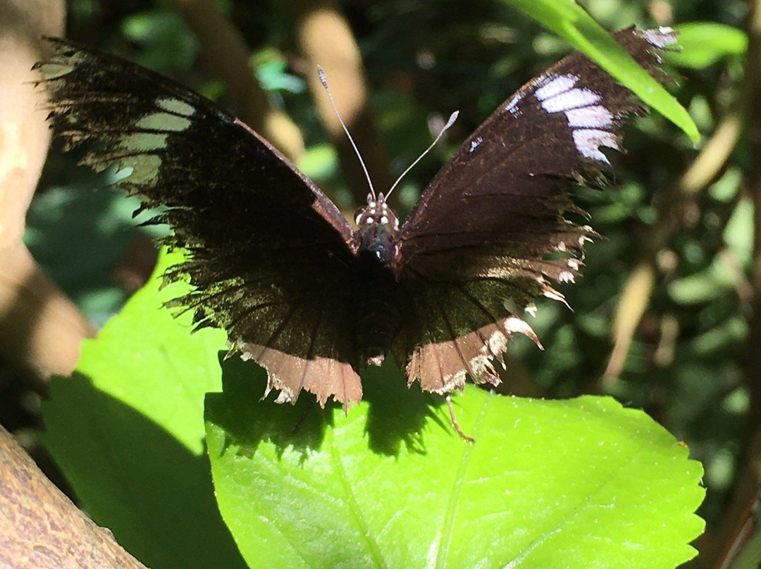 Le Jardin des Papillons景点图片