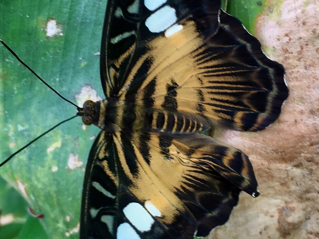 Le Jardin des Papillons景点图片