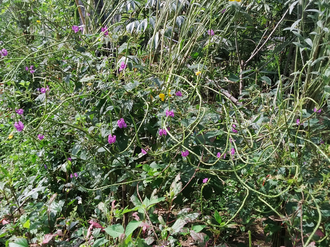 The Butterfly Corner-芭堤雅必去景点