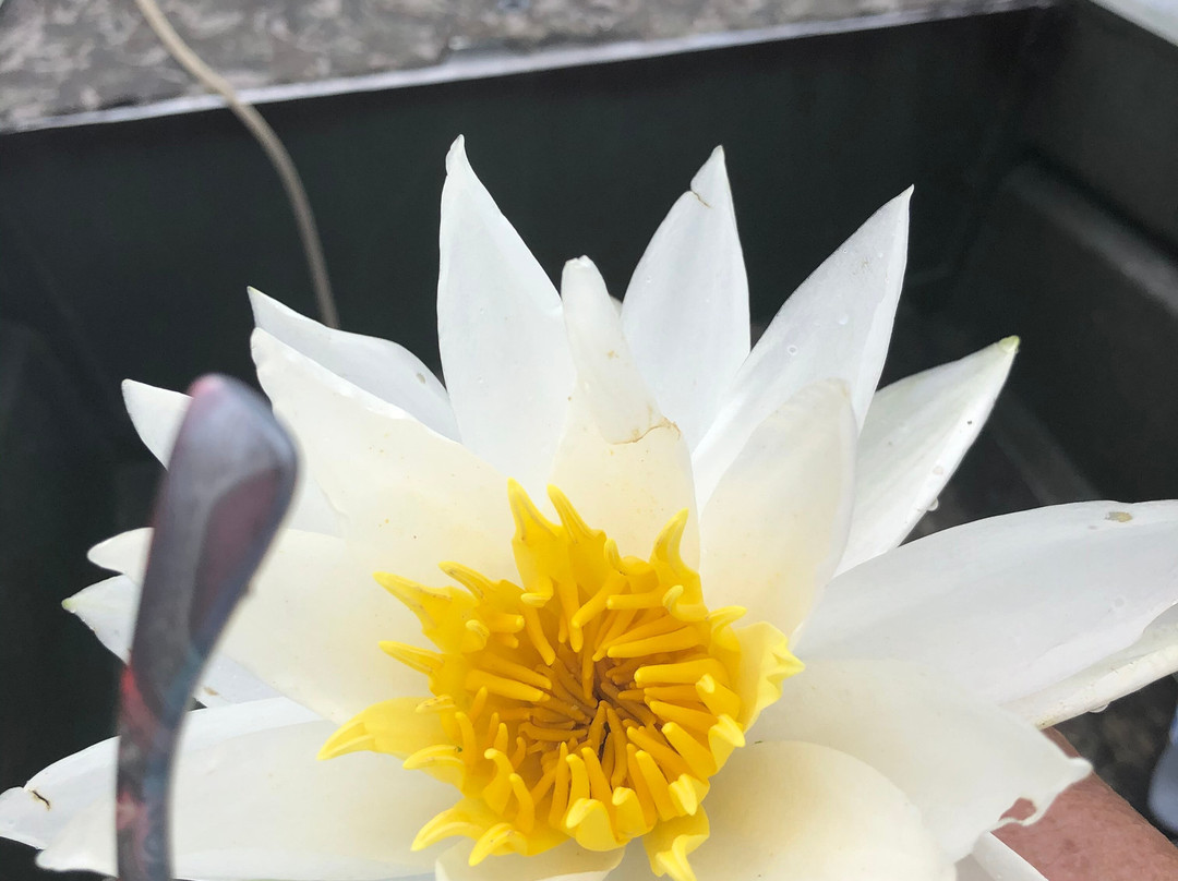 Billy Carter's Go-Devil Tours-Uncertain必去景点