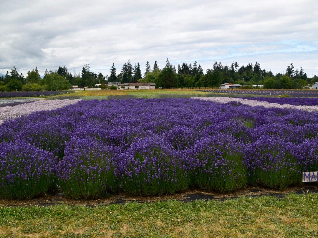 B & B Family Lavender Farm景点图片