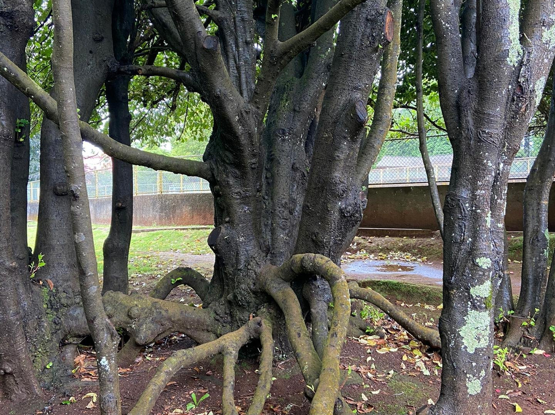 Cocorico Extrem Road-沙尔必去景点