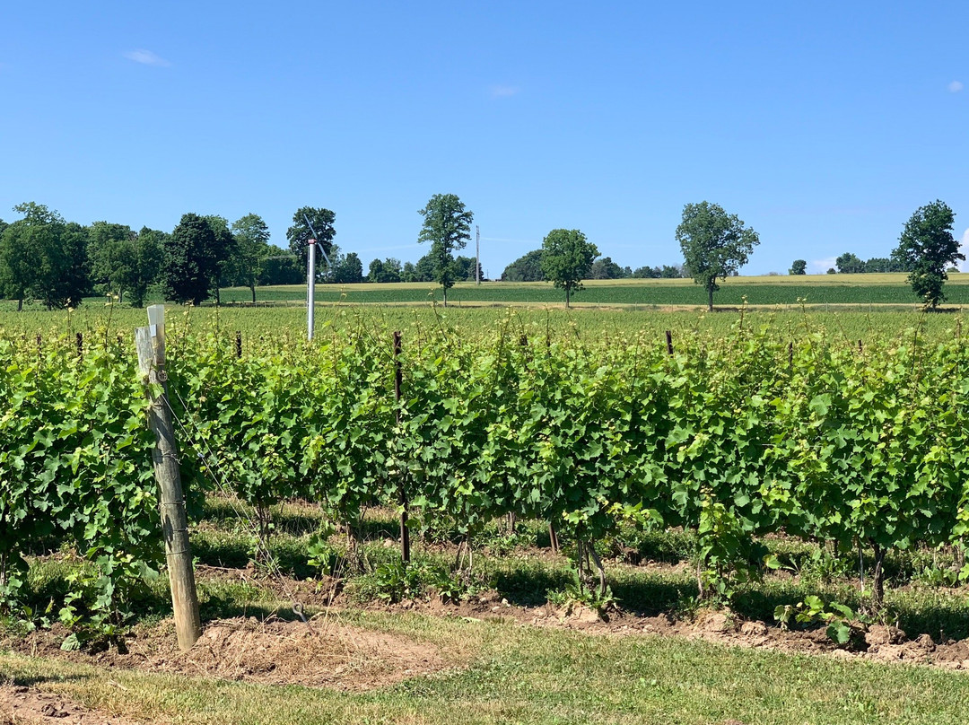 Red Tail Ridge Winery景点图片