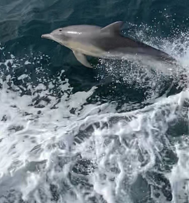 Wildlife Coast Cruises景点图片