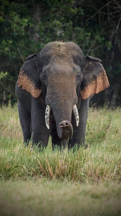 Kaudulla National Park景点图片
