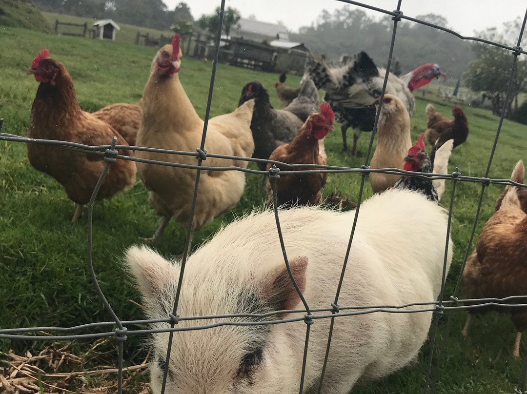 The Lili House Farm-火山必去景点