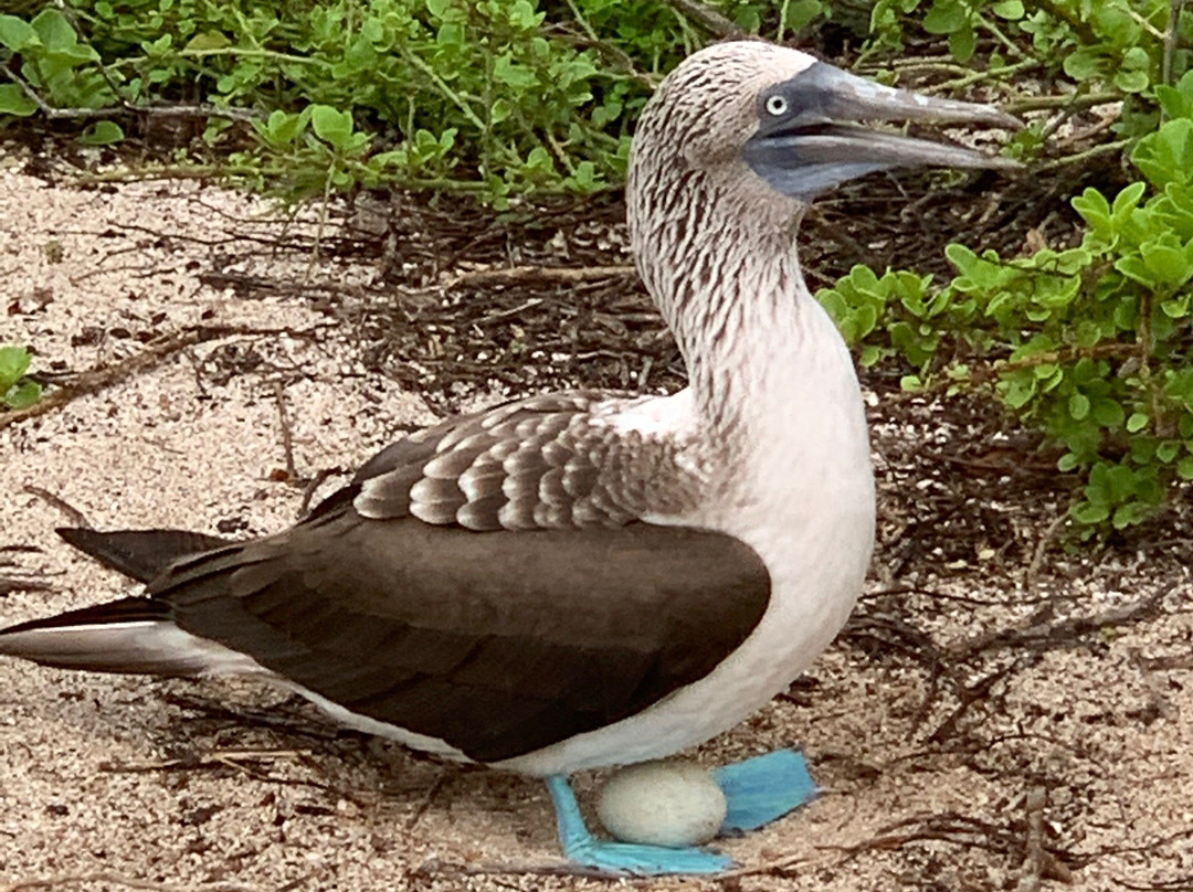 Isla Lobos-圣克里斯托瓦尔必去景点
