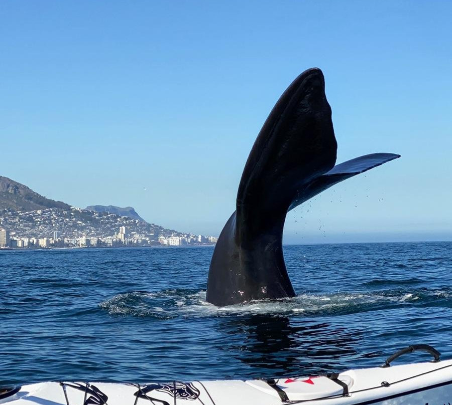 Cape Kayak Adventures-Three Anchor Bay必去景点