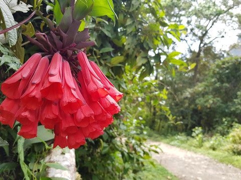 IBANA Colombia-佩雷拉必去景点