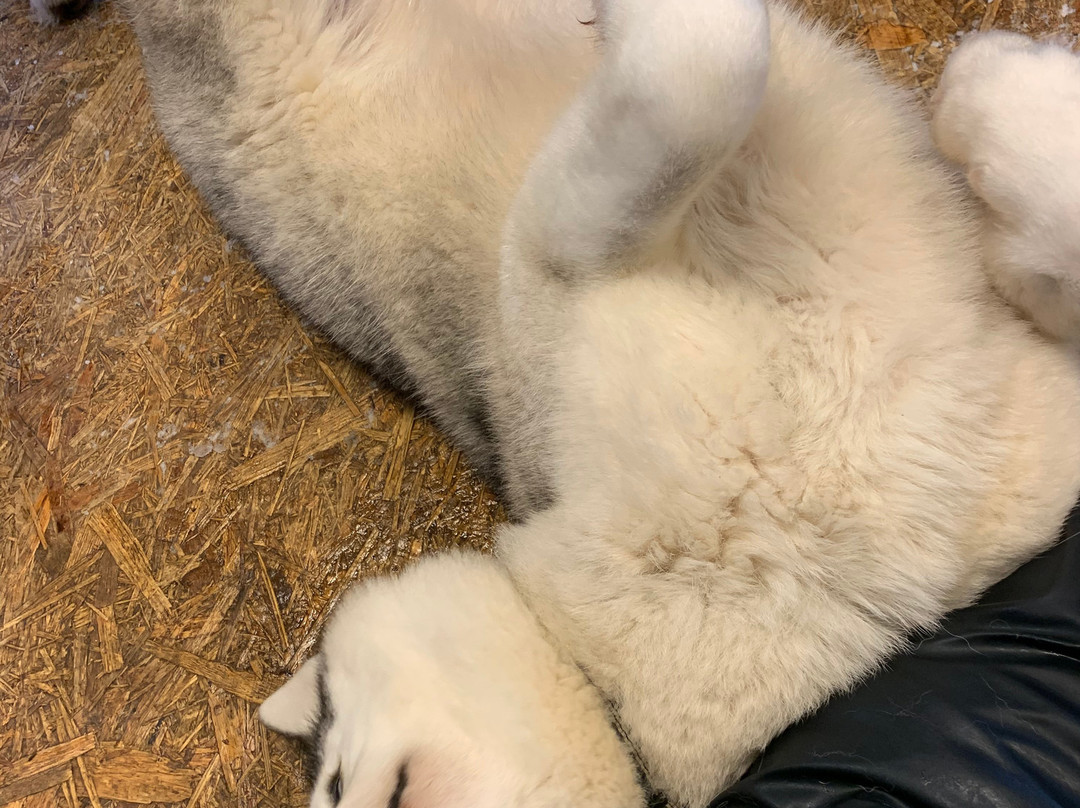 Snow Dogs-米湖必去景点