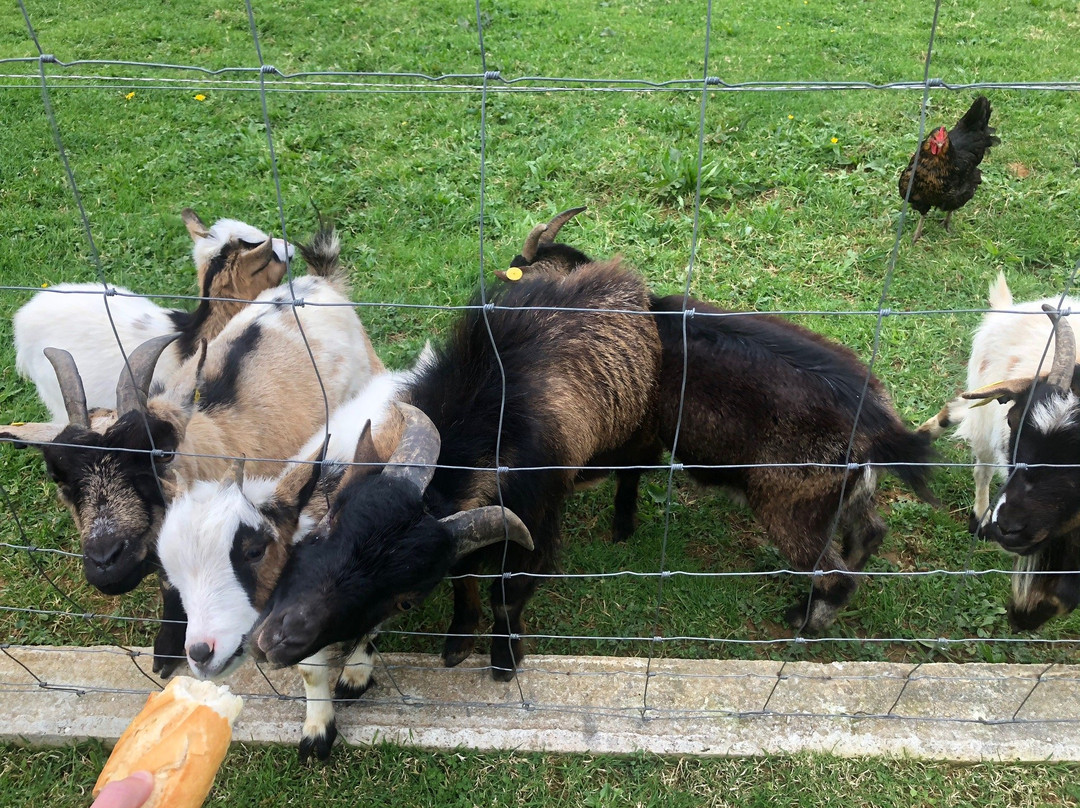 Trevias旅游攻略图片