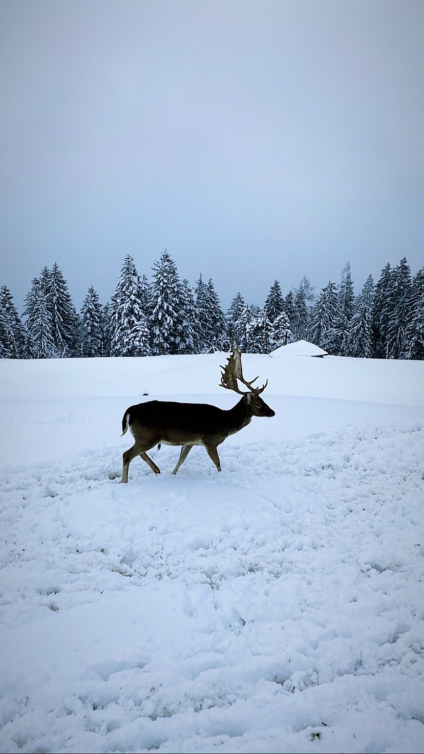 Pension Hochtor-官方