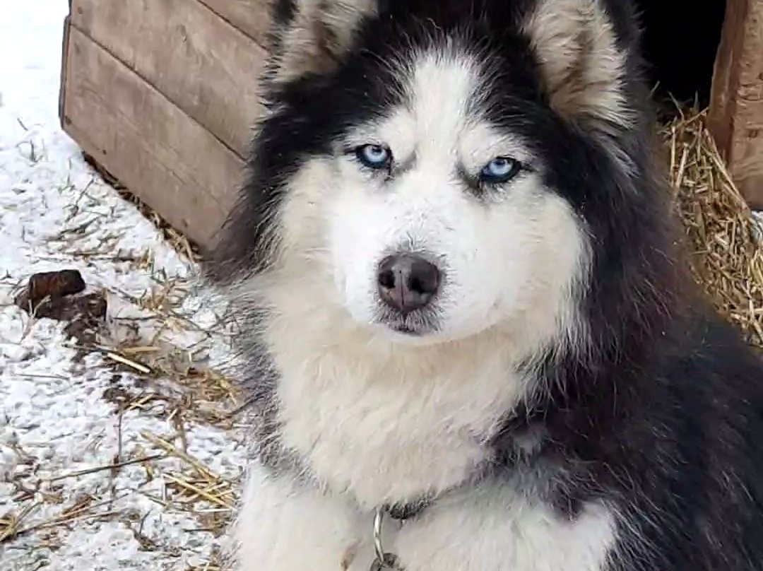 Serebro Severa Sled Dog Village-Tolyatti必去景点
