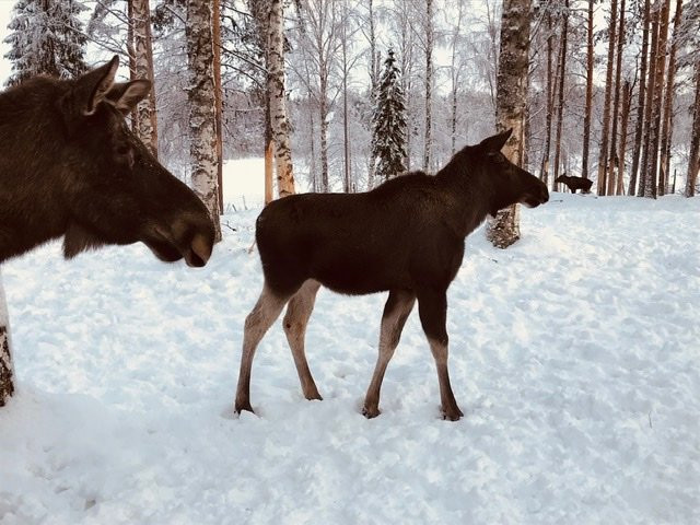 Arctic Moose Farm景点图片