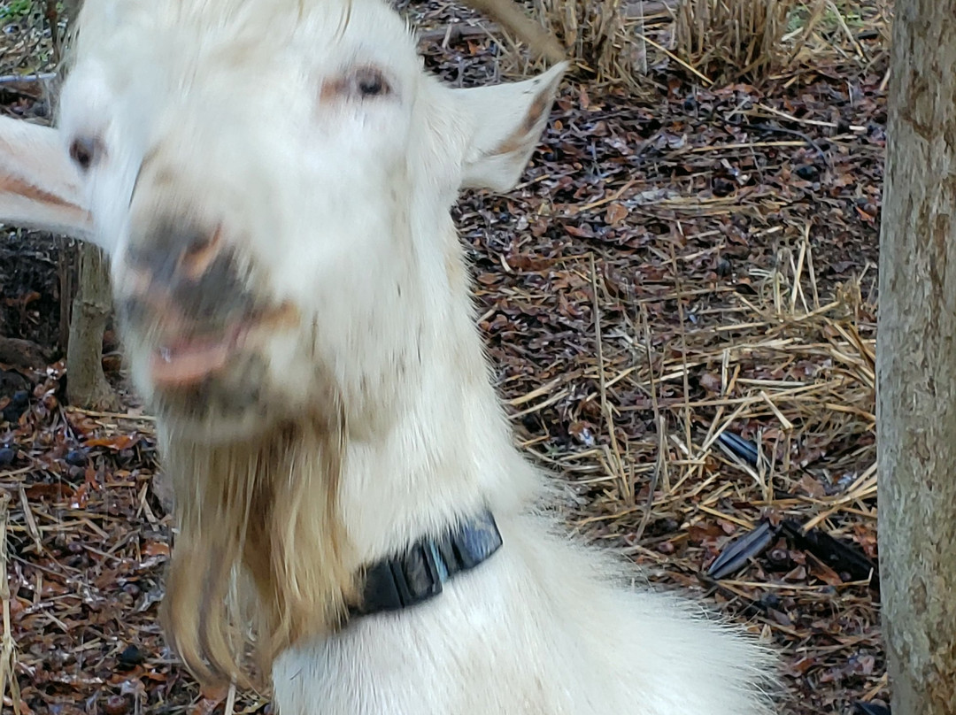 Maui Kosher Farm-怀露库必去景点