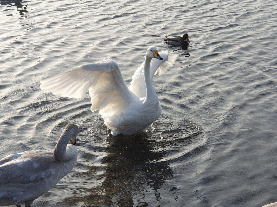 屈斜路湖砂湯-弟子屈町必去景点