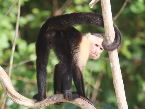 Panama Boat Tours-巴拿马城必去景点