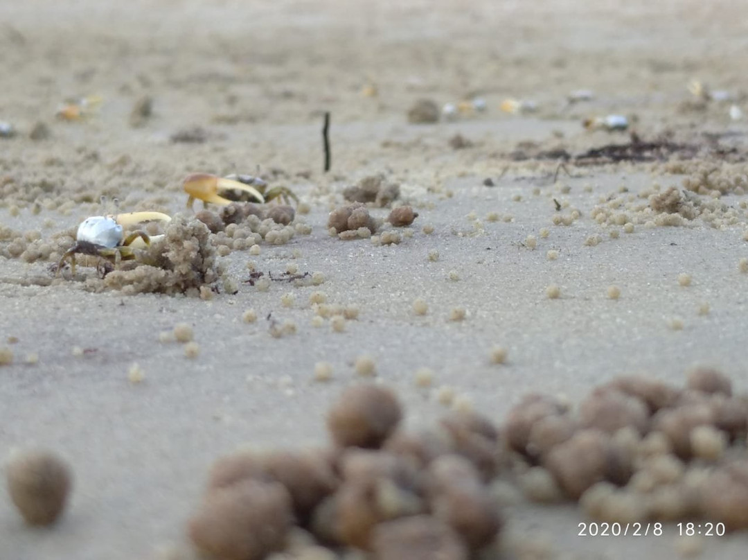 Capri Beach (Ponta de Capri)-Sao Francisco do Sul必去景点