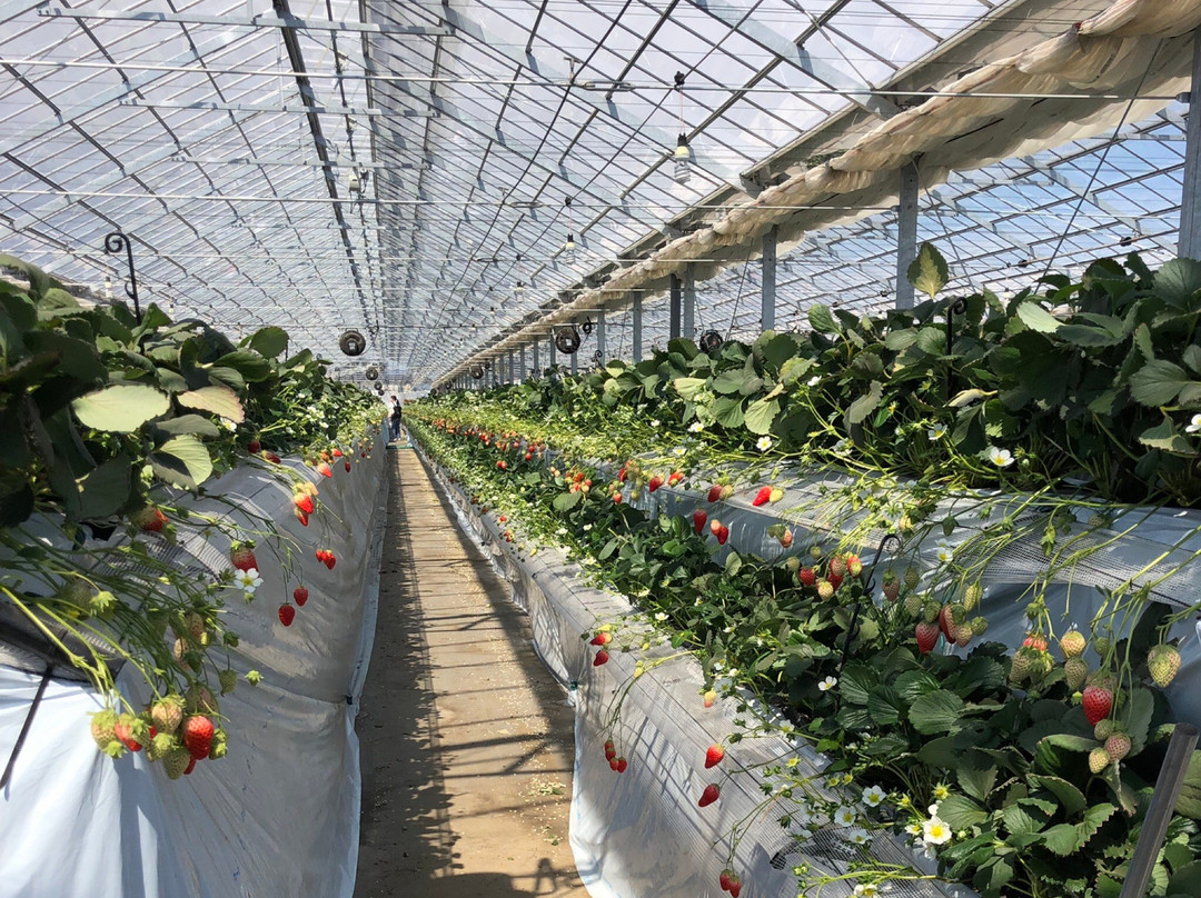 Sayama Berry Land-狭山市必去景点