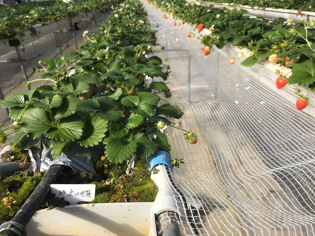 Strawberry Farm-寒河江市必去景点