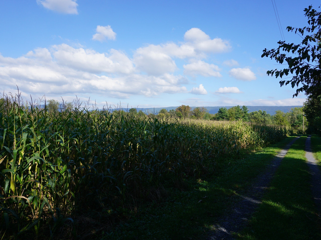 Jacob Swartz House主图