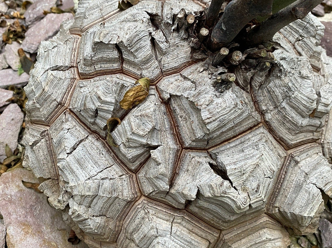 Botanical Garden景点图片