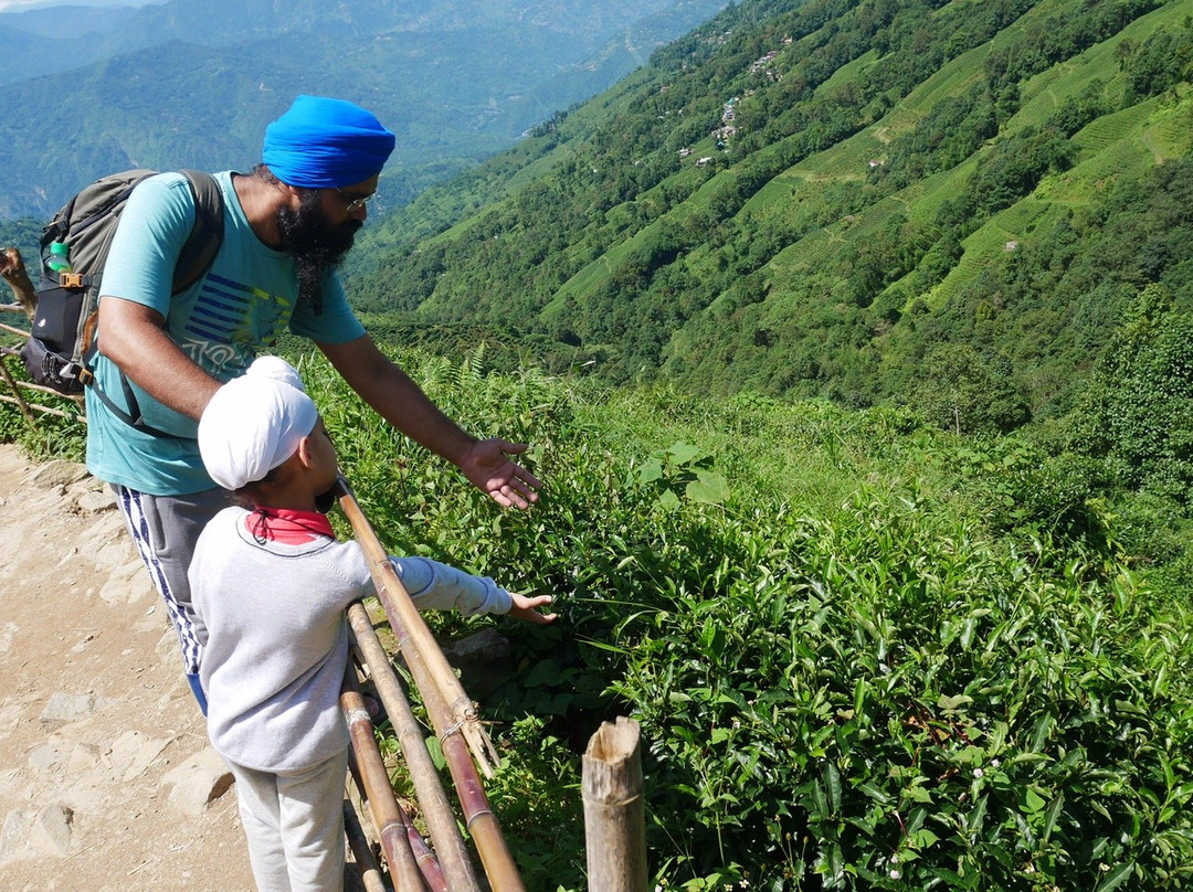 Tea Garden View-大吉岭必去景点