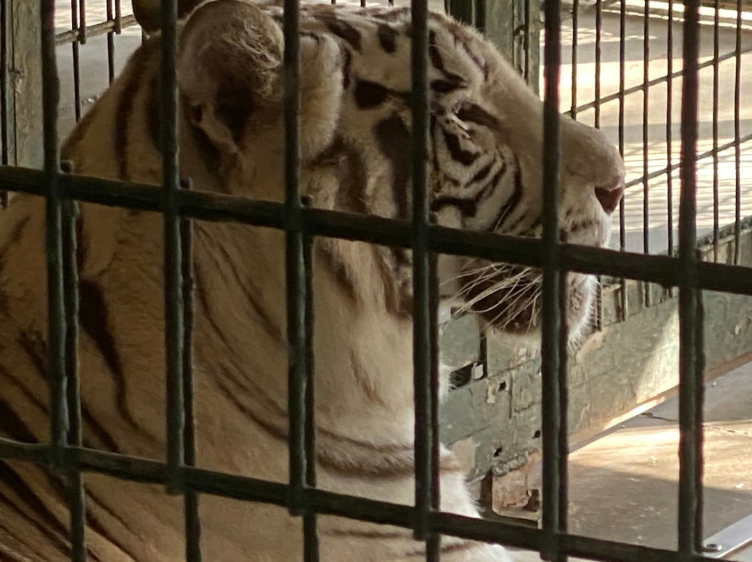 Big Cat Habitat and Gulf Coast Sanctuary景点图片