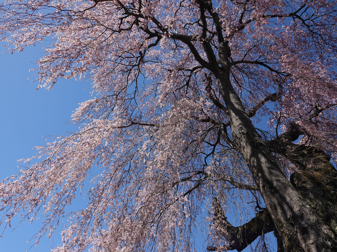 Shirono Koshino Shidare Sakura景点图片