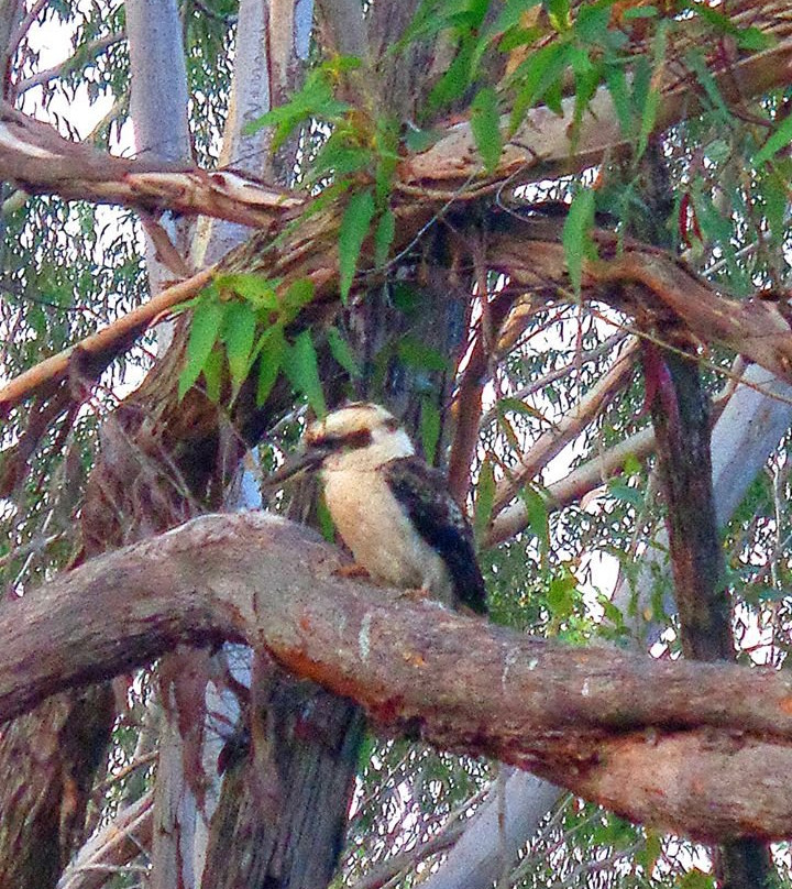 Russell Island Conservation Corner景点图片