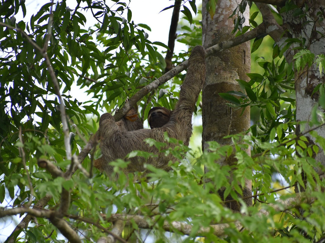 Mangrove Wildlife Tours景点图片