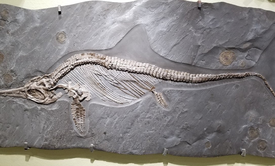 The Zuhl Museum-拉斯克鲁塞斯必去景点