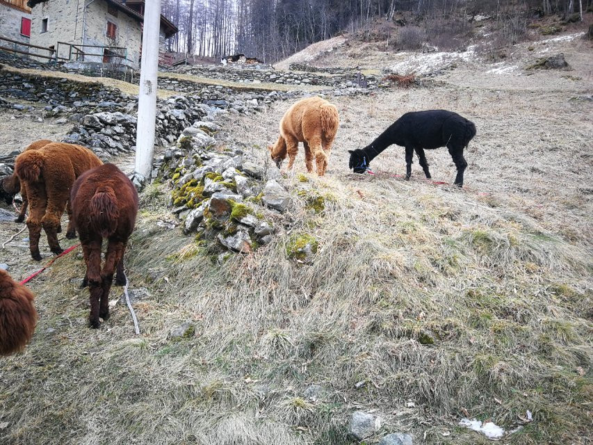 Alpacas la Foppa景点图片