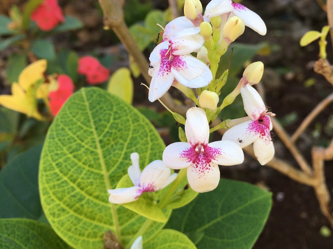 蓝色之星潜水度假酒店主图