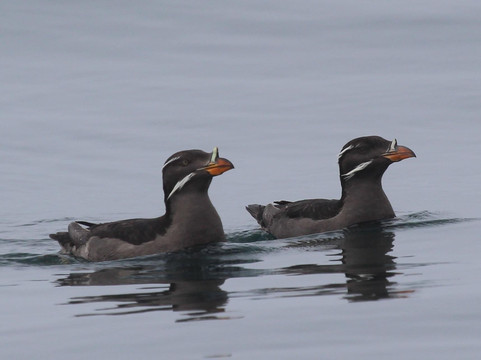 Alaska Seabird Charters-苏厄德必去景点