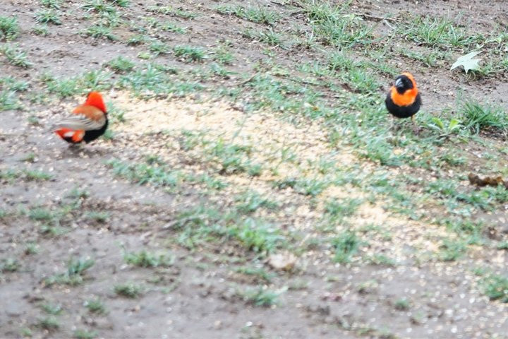 Cedar Garden Bed & Breakfast主图