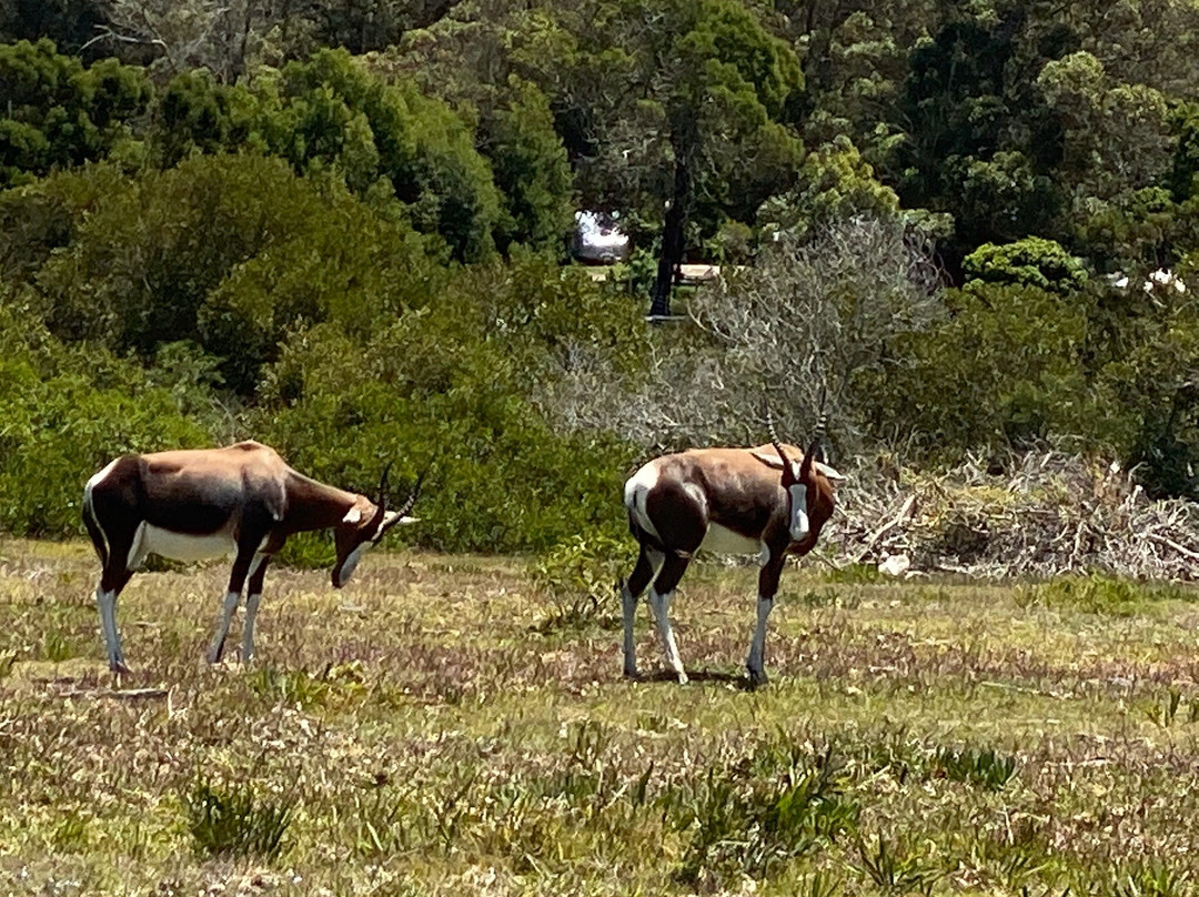 Peter Giddy Guided Tours-伊丽莎白港必去景点