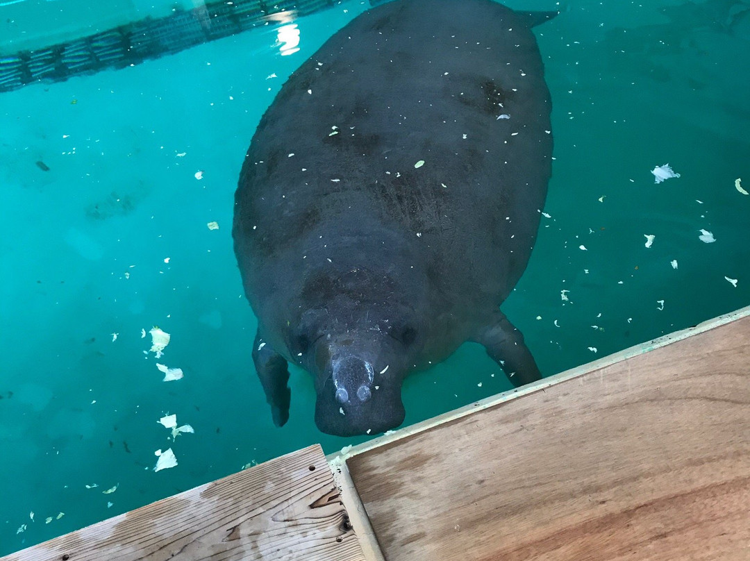 Manatee Center景点图片