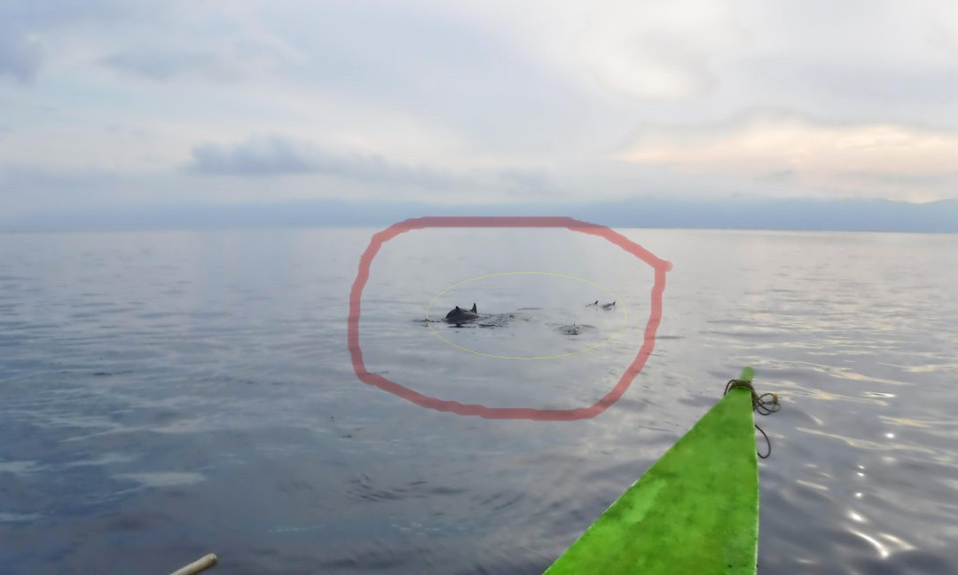 Dolphin Watching, Manjuyod Sandbar and Sportfishing Adventures in Bais Bay-拜斯市必去景点